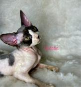 Chaton apparence sphynx elf