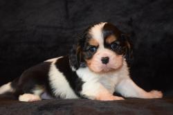 Magnifiques chiots cavalier king charles lof  rserver