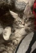 Splendide bb fille black silver maine coon loof