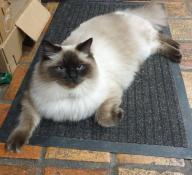 1 chat mle ragdoll seal point de 9 mois