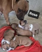 Chiots lof staffordshire bull terrier