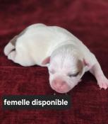 Chiots lof staffordshire bull terrier