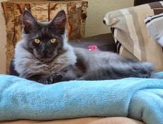 Placement maine coon mle adorable