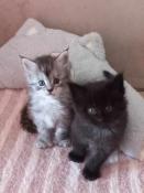 Chatons maine coon loof poly ou non poly