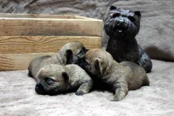 Chiot cairn terrier lof