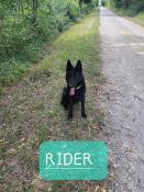 Chiot berger allemand travail poil court