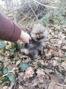 5 chiot spitz nain petit chocolat orange noir