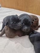 Chiots labrador marron et noire lof