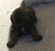 Magnifique chiot lhassa apso lof  rserver