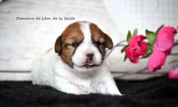 A reserver chiots jack russell selection sante beaute caractere