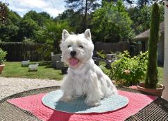 Producteur eleveur de west highland white terrier exclusif