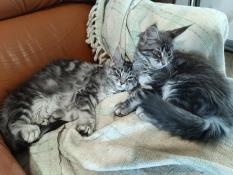 3 maine coon a adopter