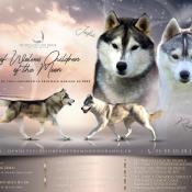 Magnifique husky sibrien