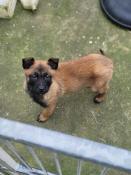 Chiot berger belge malinois