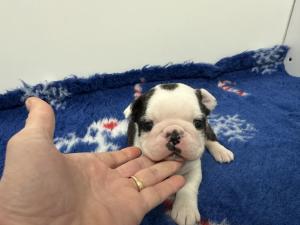 Chiot mle boston terrier