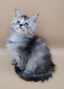 Adorables chatonnes maine-coons  rserver