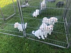 Chiots coton de tular