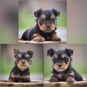 Chiots yorkshire terrier lof