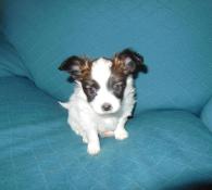 Chiots papillon