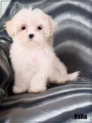 Disponible, valia, superbe femelle bichon maltais ,petit sujet ,lof