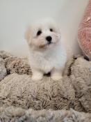 Chiots coton de tulear lof