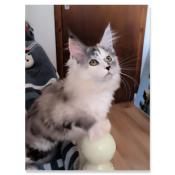 Chaton maine coon disponible