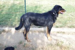 Chiots bergers de beauce