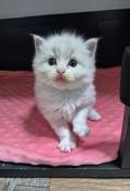 Chatons ragdoll loof