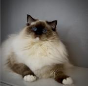 Chat ragdoll loof reproducteur