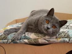 Chatons chartreux loof  rserver