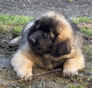 1 magnifique chiot male leonberg lof disponible pour dpart