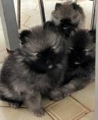 Spitz nains male gris loup