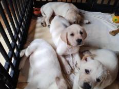 Chiots d'apparence labrador retriever