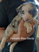 Chiots border collie femelles mles