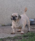 A placer adorable mle shih tzu confirm