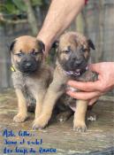 A rserver chiots berger belge malinois