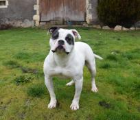 Suite rduction levage d'apparence bulldog amricain en retraite