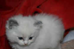 Chatons ragdoll loof