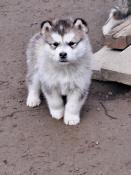 Chiots malamute d'alaska