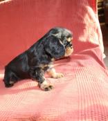 Adorable cavalire king charles