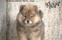 Eurasier lof, excellentes lignes, levs en famille