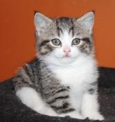 Chatons british shorthair  rserver