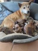 Chiots shiba inu lof