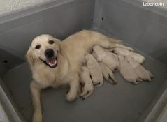 Chiots golden retriever inscrits au lof