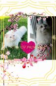 Adorables chatons sibriennes neva masquerade loof a reserver