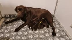 Magnifique chiots labrador chocolat lof