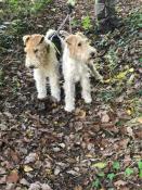 Fox terrier poil dur a naitre