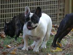 Femelle typ bouledogue franais