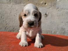 Chiots cocker anglais