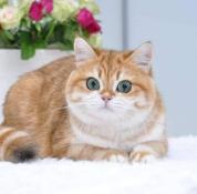 Retraite british shorthair golden